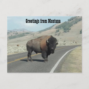 Greetings from Montana Postcard