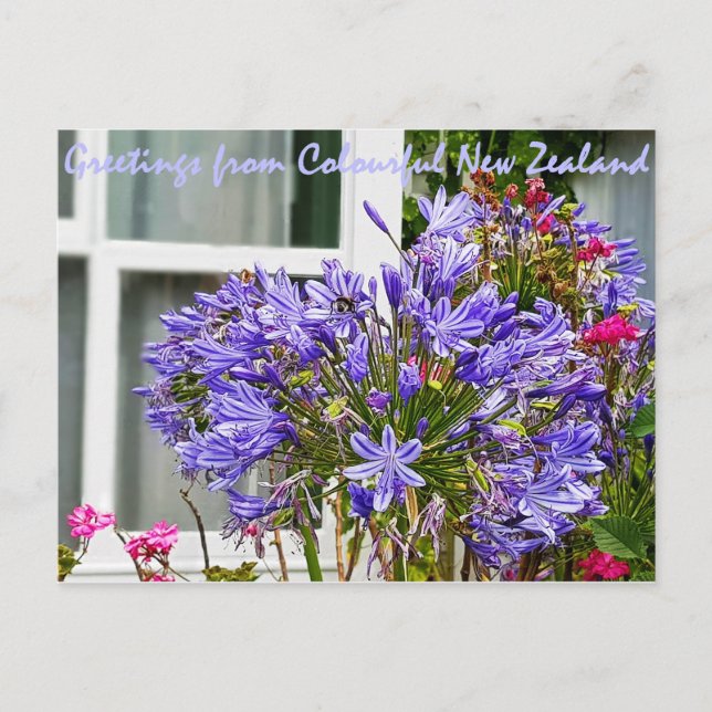 Greetings from New Zealand Postcard (Front)