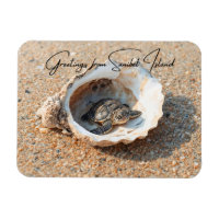 Greetings from Sanibel Island Sea Turtle in Shell