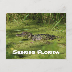 Greetings from Sebring Florida Postcard