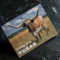 Greetings from Texas Longhorn Bull