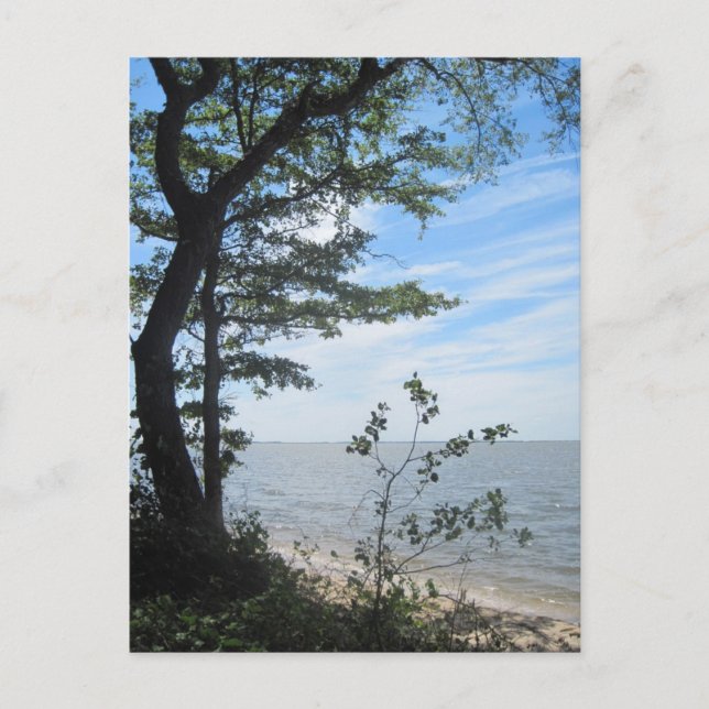 Greetings from the beach! postcard (Front)