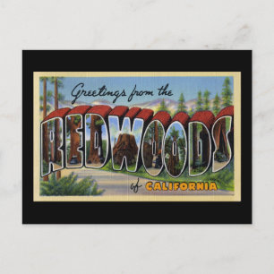 Greetings from the Redwoods of California Postcard