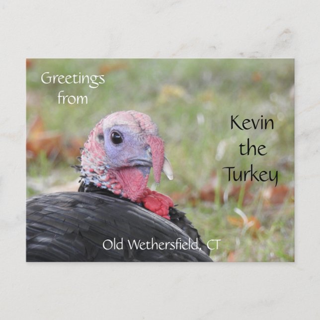 Greetings Kevin The Turkey - Old Wethersfield , CT Postcard (Front)