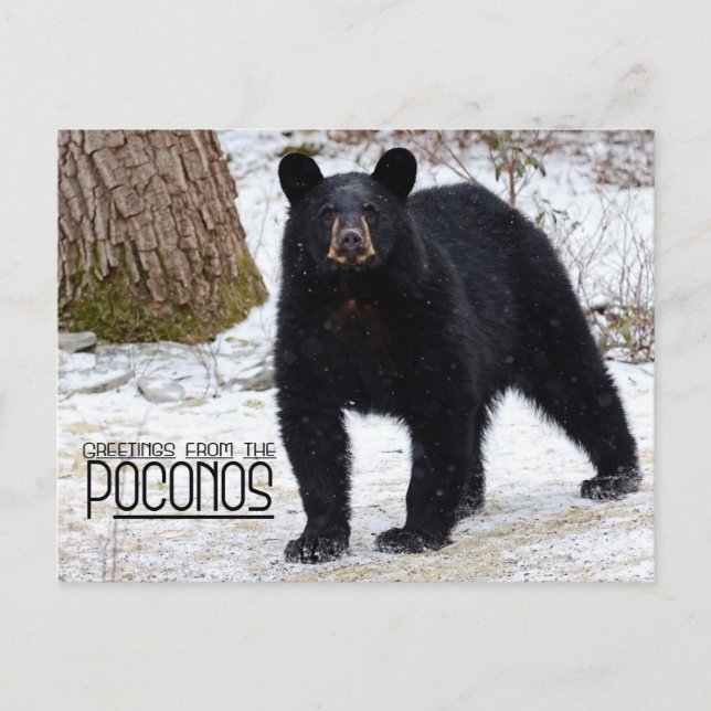 Greetings! Pennsylvania Black Bear in Winter Postcard (Front)