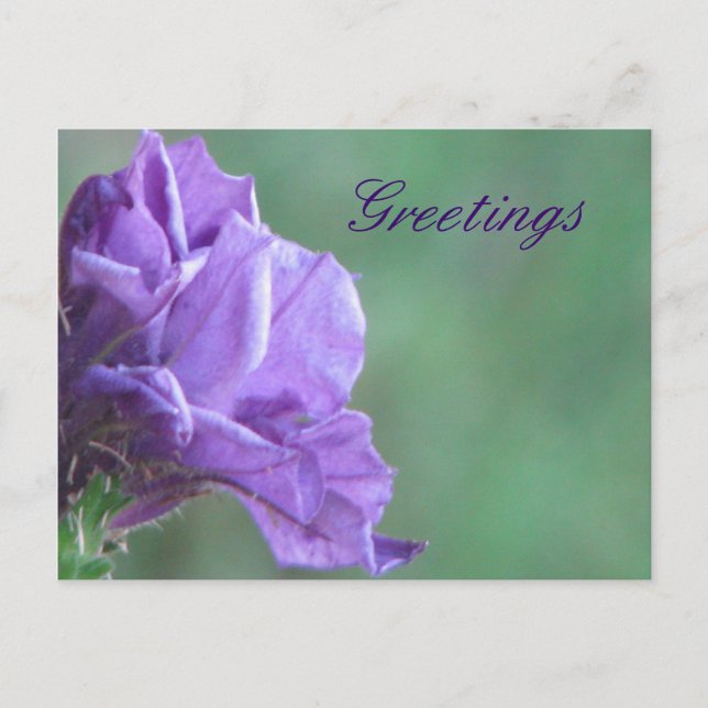 Greetings Postcard (Front)