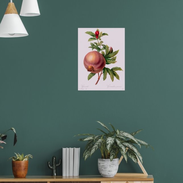 Grenade (Pomegranate) by Pierre Redout Poster (Living Room 1)