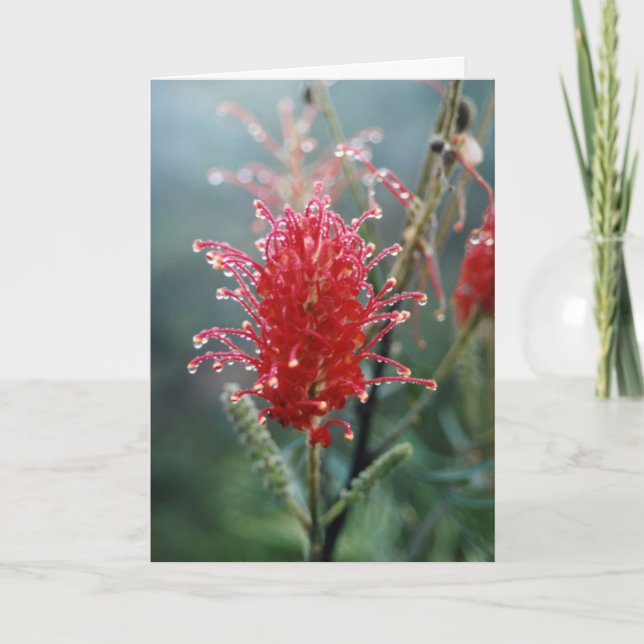 Grevillea Christmas Card (Front)