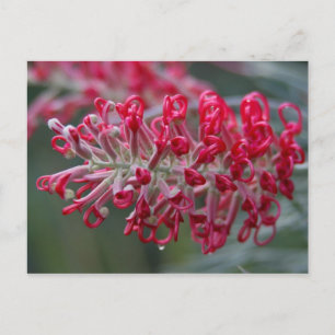 grevillea flower postcard