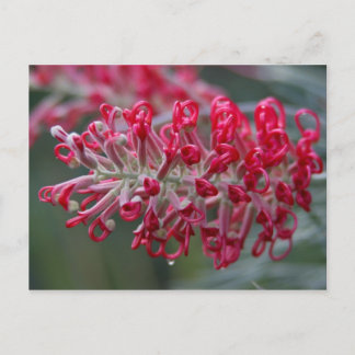 grevillea flower postcard