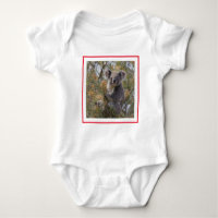 Grevillea Koala Bear,