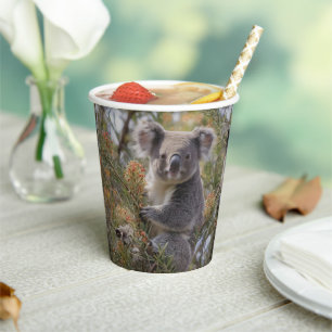 Grevillea Koala Bear, Paper Cups