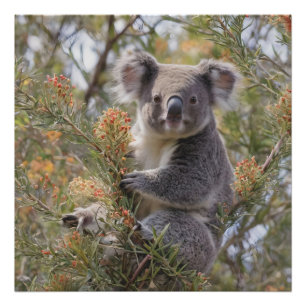 Grevillea Koala Bear, Photo Print