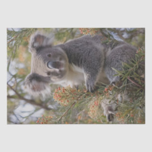 Grevillea Koala Bear, Tissue Paper