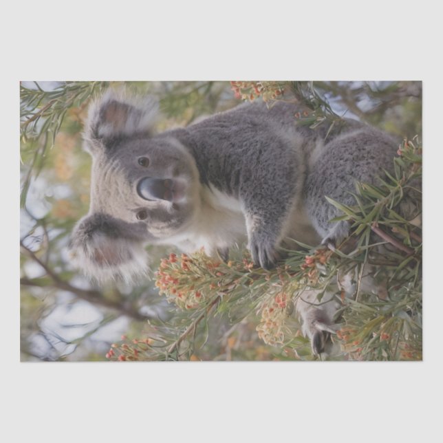Grevillea Koala Bear, Tissue Paper (Front)