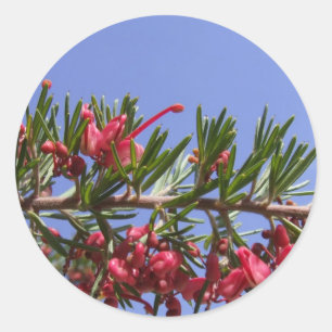 Grevillea Plant Stickers