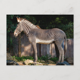Grevy's Zebra Postcard