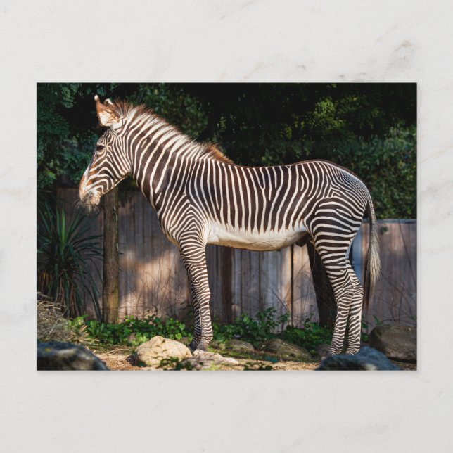 Grevy's Zebra Postcard (Front)