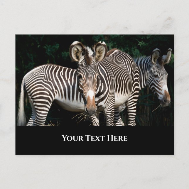 Grevy's Zebras Postcard (Front)