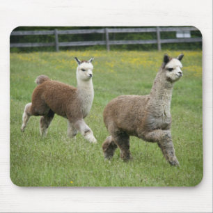 Grey Alpacas Running Mouse Pad