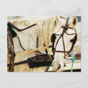 Grey Amish Buggy Horse Postcard