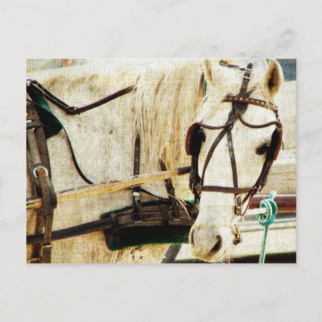 Grey Amish Buggy Horse Postcard (Front)