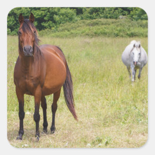 Grey and bay horses square sticker