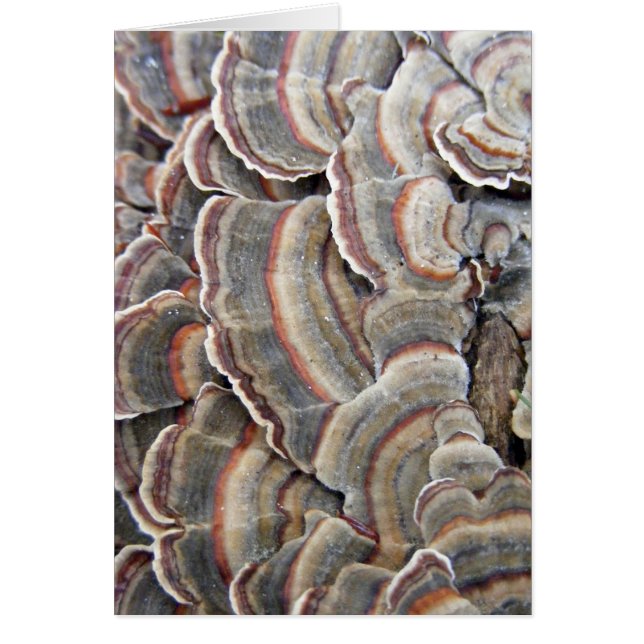 Grey and Burgundy Fungi Ripples (Front)