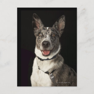 Grey and white Australian Shepherd with harness Postcard