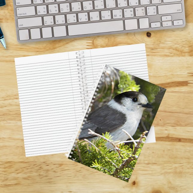 Grey and White Canada Jay Photo Notebook (In Situ)