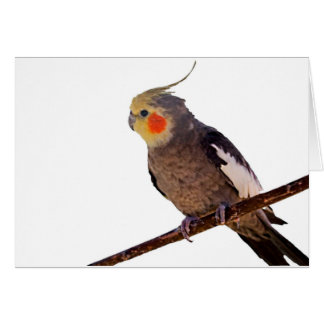 Grey and Yellow Cockatiel Pet Bird Colour Photo