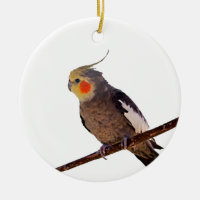 Grey and Yellow Cockatiel Pet Bird Colour Photo