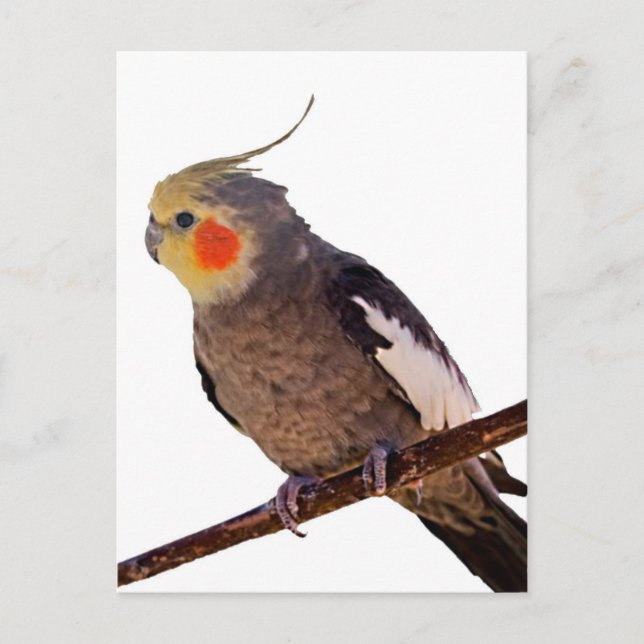 Grey and Yellow Cockatiel Pet Bird Colour Photo Postcard (Front)