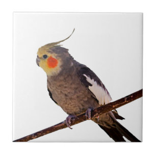 Grey and Yellow Cockatiel Pet Bird Colour Photo Tile