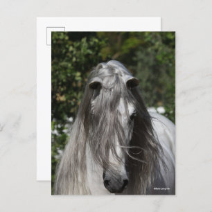 Grey Andalucian Stallion Headshot Long Mane Postcard