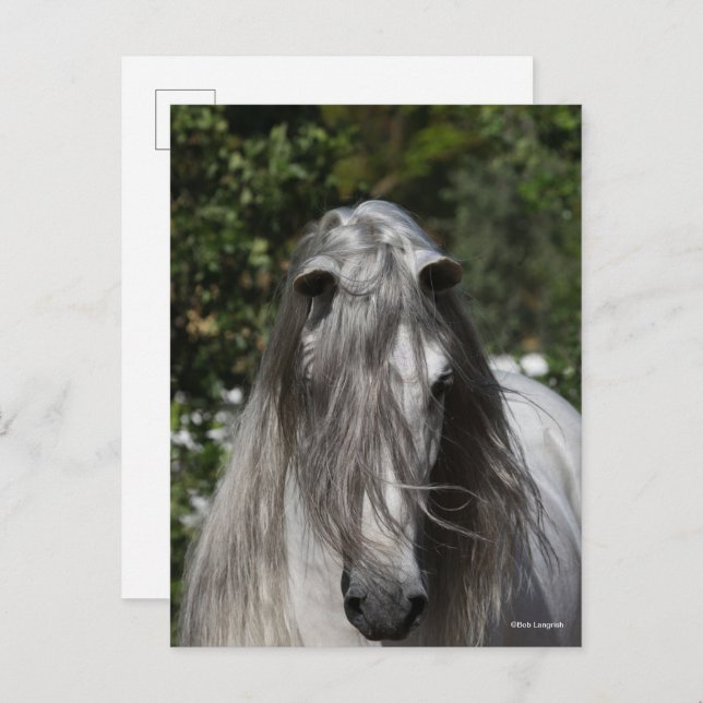 Grey Andalucian Stallion Headshot Long Mane Postcard (Front/Back)