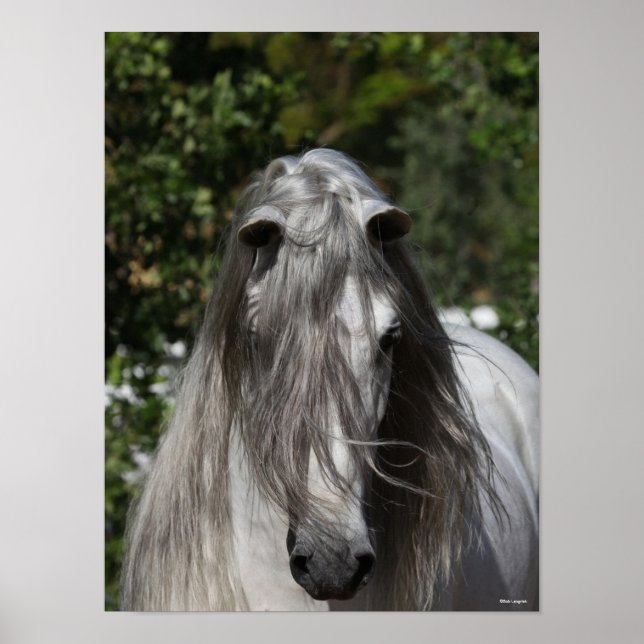 Grey Andalucian Stallion Headshot Long Mane Poster (Front)
