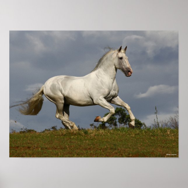 Grey Andalucian Stallion Running against Sky Poster (Front)
