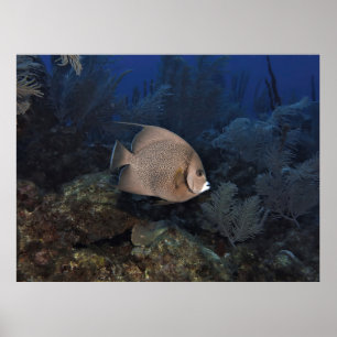 Grey Angelfish on Overcast Day Poster