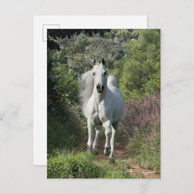 Grey Arab Running On Path With Flowers Postcard (Front/Back)