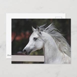 Grey Arab Stallion headshot Mane Flowing Postcard