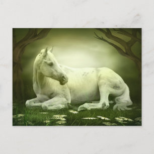 Grey Arabian Horse Postcard