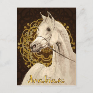 Grey Arabian horse postcard