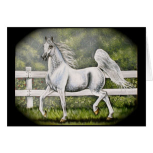 Grey Arabian Horse running