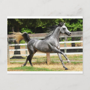 Grey Arabian Stallion Postcard