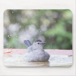 Grey bird at birdbath mouse pad