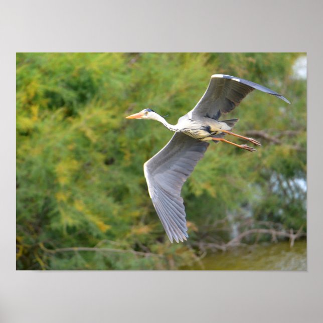 Grey bird heron in flight poster (Front)