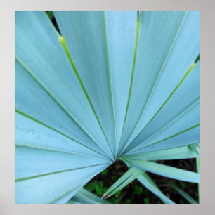 Grey Bismarck Palm Tree Close Up Print