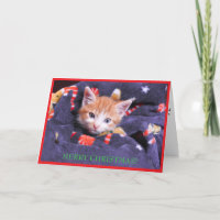 Grey Blanket Cat Merry Christmas Orange Kitten
