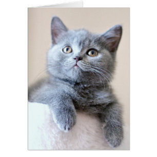 Grey British Shorthair Cat